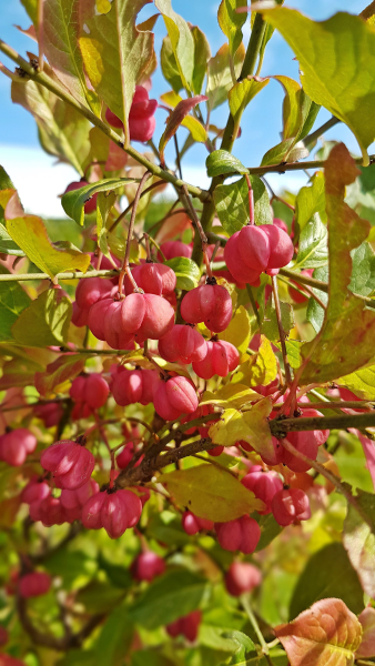Frucht europäisches Pfaffenhütchen