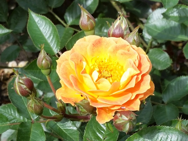 Rose Bessy ®