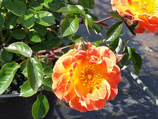 Rose Bessy ®