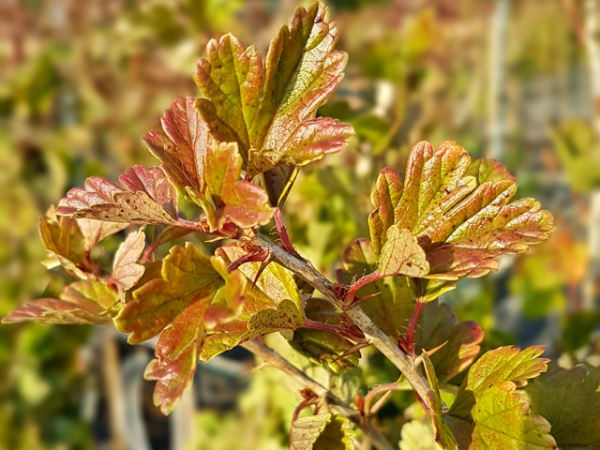 Blatt Austrieb Hinnonmäki gelb