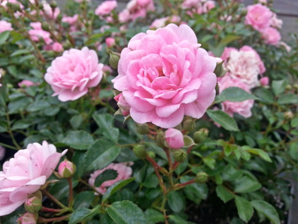 kleine rosa blüte the fairy