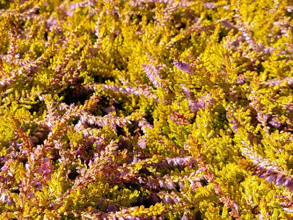 Calluna vulgaris "Boskoop" - (Besenheide "Boskoop"),