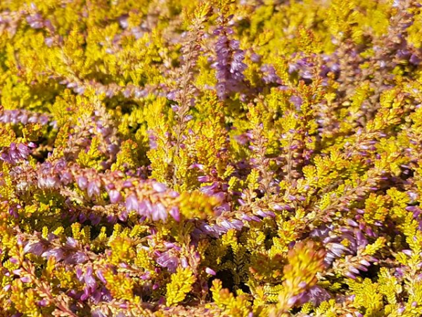Calluna vulgaris "Boskoop" - (Besenheide "Boskoop"),