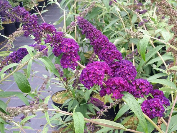 Sommerflieder Black Knight