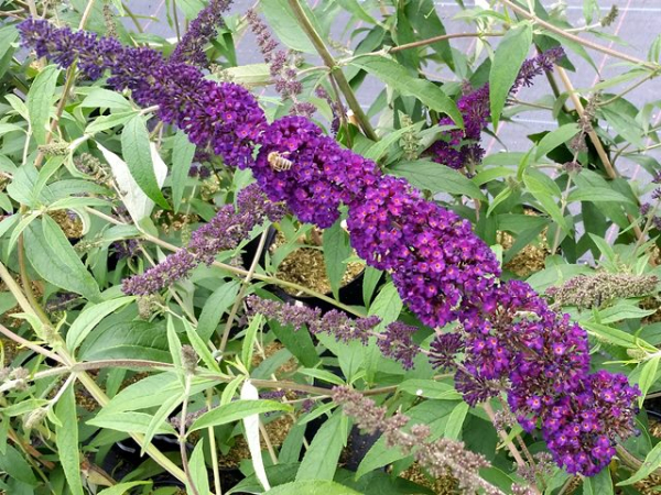 Sommerflieder Black Knight
