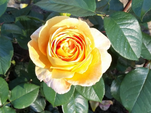 Rose Candlelight ®