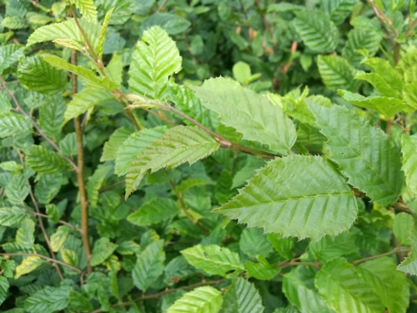 Blatt Carpinus betulus Hainbuche Weißbuche