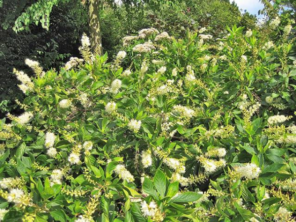 Clethra alnifolia - Scheinerle