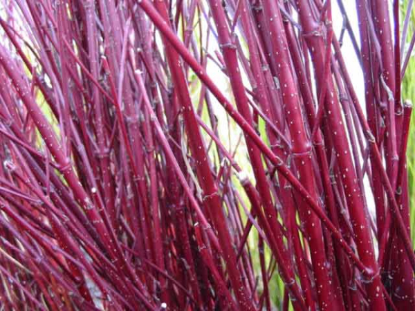 Rote Zweige Triebe Rinde Cornus alba Elegantissima Weißbunter Hartriegel