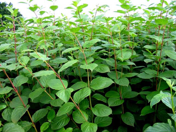 Blätter grün Cornus alba Sibirica