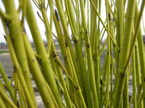 Cornus sericea "Flaviramea" - (Gelbholz-Hartriegel),