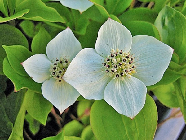 Cornus canadensis - (Teppich- Hartriegel),