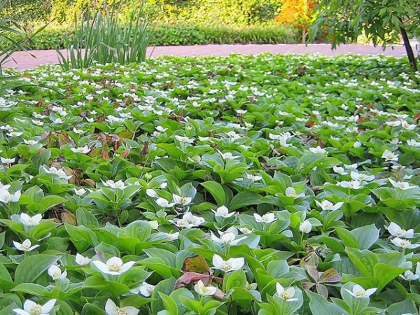 Cornus canadensis - Teppich Hartriegel