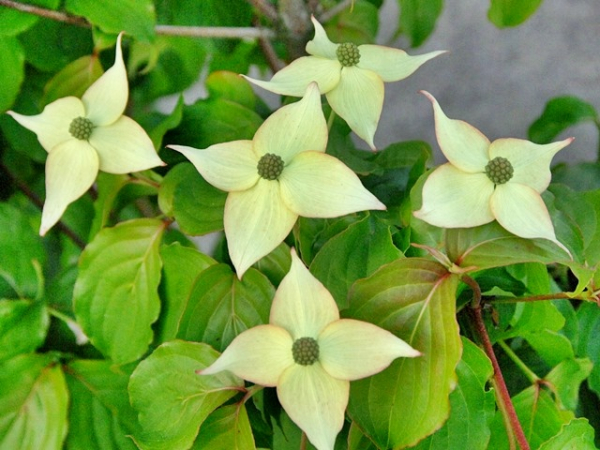 Cornus kousa "Eurostar" - Blumen- Hartriegel "Eurostar"