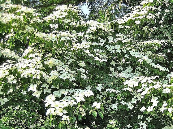 Cornus kousa "Eurostar" - Blumen- Hartriegel "Eurostar"