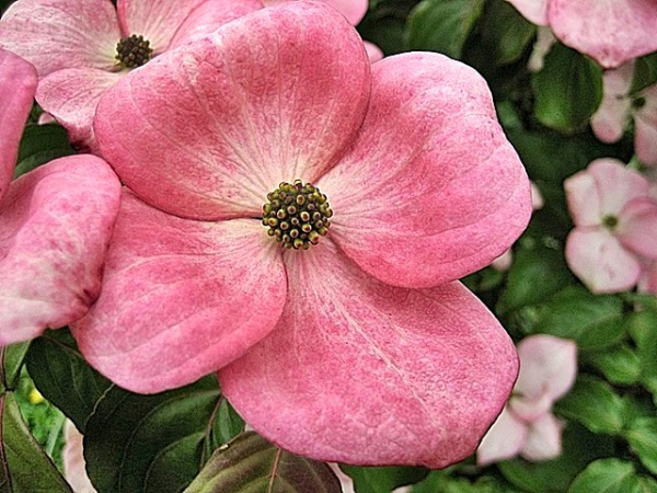 Blumen- Hartriegel Satomi ® -  Cornus kousa Satomi ®