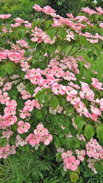 Blumen- Hartriegel Satomi ® -  Cornus kousa Satomi ®