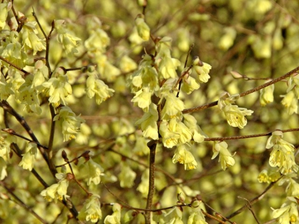 Corylopsis pauciflora - Niedrige Scheinhasel