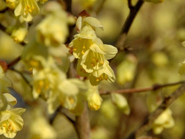 Corylopsis pauciflora - Niedrige Scheinhasel