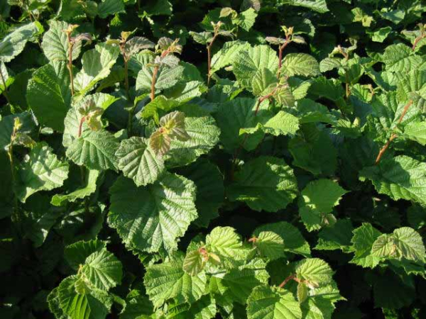 Haselnuss - Corylus avellana Blätter