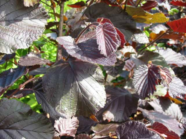 Corylus maxima Purpurea Echte Bluthasel