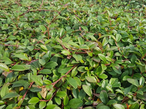 Cotoneaster dammeri radicans - (Teppichzwergmispel),