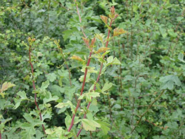Weißdorn Crataegus monogyna