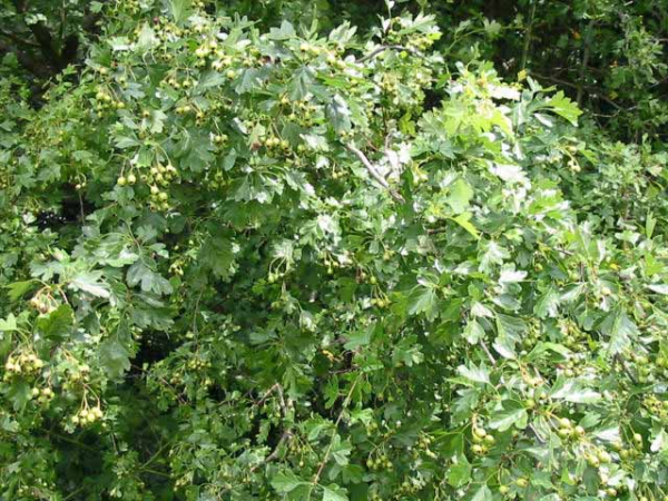 Weißdorn Crataegus monogyna