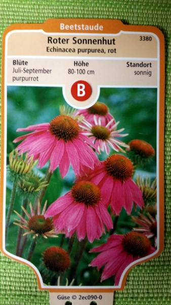Roter Sonnenhut echinacea purpurea