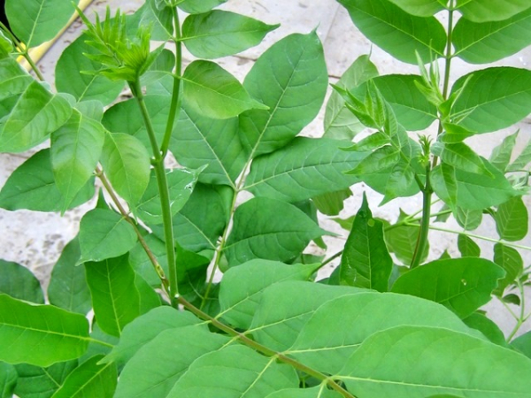 Euodia hupehensis - Bienenbaum/ Stinkesche/ Duftraute/ Tausendblütenstrauch