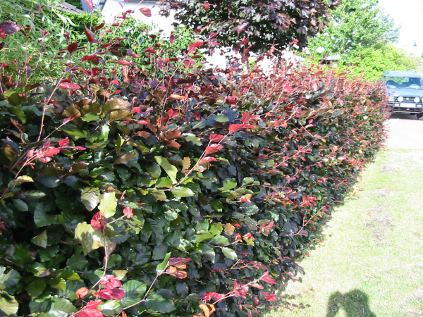 Fagus sylvatica "Purpurea" - (Blutbuche),               Topf 0,5 Liter                 30-50 cm