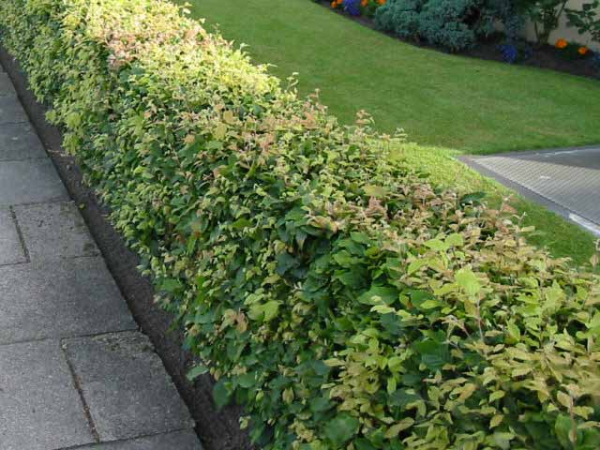 buchenhecke hainbuche oder rotbuche