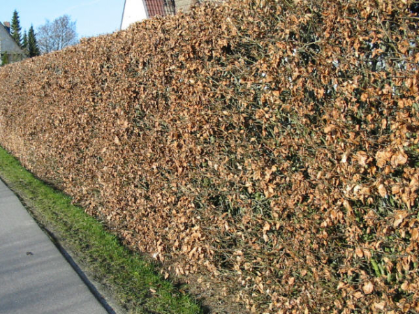 Fagus sylvatica - (Rotbuche),