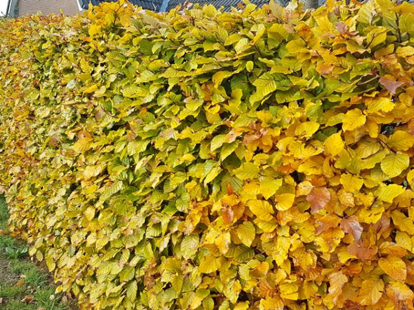 Fagus sylvatica - (Rotbuche),