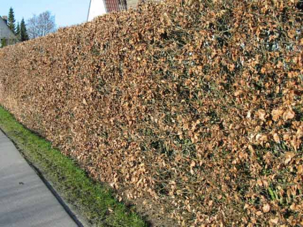 Fagus sylvatica "Purpurea" - (Blutbuche),