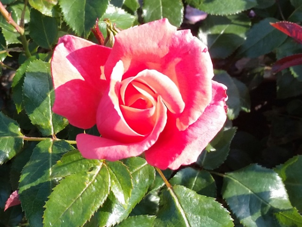 Rose Focus ®