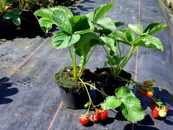 frühe Erdbeere Honeoye Fragaria ananassa Honeoye