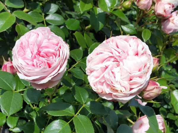 Rosa Giardina - Kletterrose Giardina