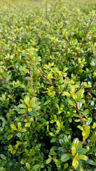 klein bleibende hecke zwergilex niedrige hecke