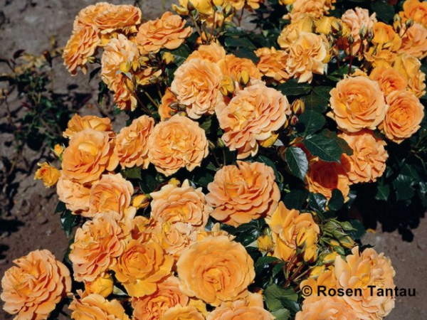 Rosa Goldelse ®