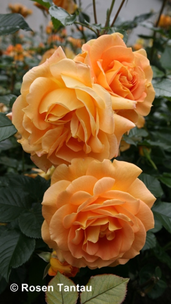 Rosa Goldelse ®