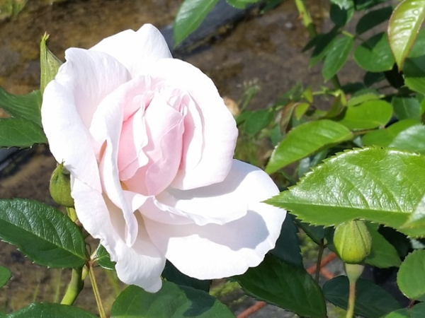 Rosa "Graciosa"® - (Kletterrose "Graciosa"®),