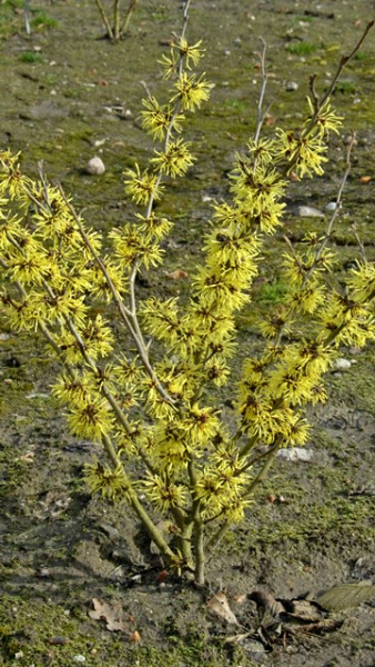 Hamamelis interm. "Angelly" - Zaubernuss "Angelly