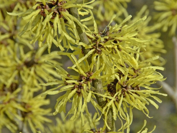 Hamamelis interm. "Angelly" - Zaubernuss "Angelly
