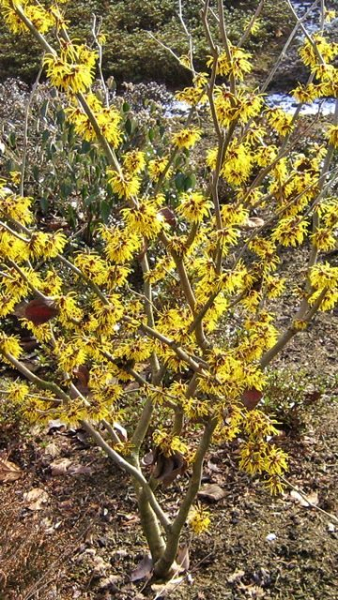 Hamamelis interm. Barmstedt's Gold - Zaubernuss Barmstedt's Gold