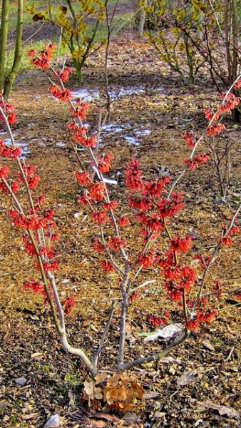 Hamamelis interm. Diane - Zaubernuss Diane