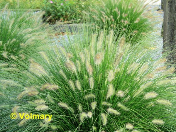 Lampenputzergras "Hameln" Pennisetum "Hameln" Heckendirekt.de