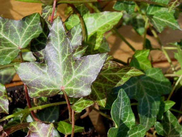 Hedera helix - (Kleinblättriger Efeu),