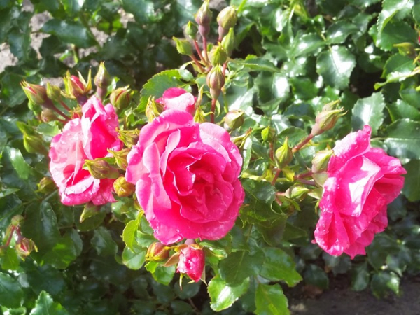 Rose Heidetraum ®