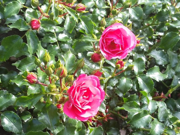 Rose Heidetraum ®